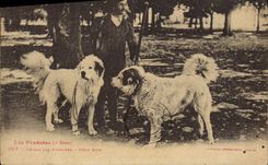 CPA Chiens des Pyrenees Chien Deux amis 