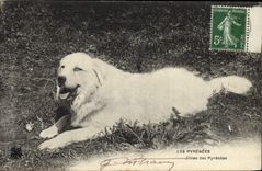 CPA Chiens Chien des Pyrenees 