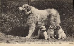 CPA Chiens des Pyrenees Gazost 1er et ses petits du Chenil Club d'Argeles Chien 
