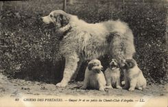CPA Chiens des Pyrenees Gazost 1er et ses petits du Chenil Club d'Argeles Chien 