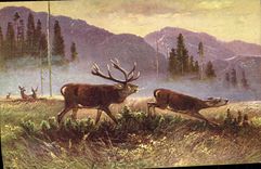 CPA Chasse Cerf Biche 