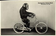 CPA Zoologischer Garten Bassel Velo Cycle Singe 
