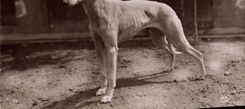 CPA Chien Chiens Levrier whippet Belle Elevage de Changis 