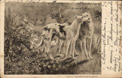 CPA Chien Chiens Levrier Levriers 