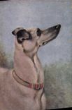 CPA Chien Chiens Levrier 