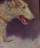CPA Chien Chiens Levrier 