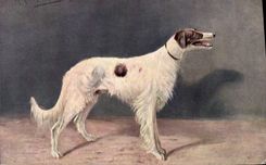 CPA Chien Chiens Levrier 
