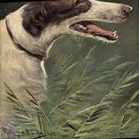 CPA Chien Chiens Levrier 