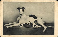 CPA Chien Chiens 