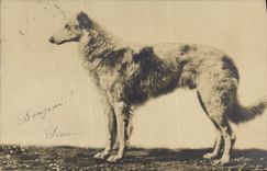 CPA Chien Chiens 
