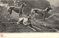 CPA Chien Chiens 