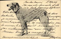 CPA Chien Chiens 