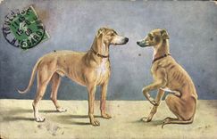 CPA Chien Chiens Levrier 