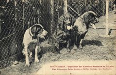 CPA Chien Chiens Saint Etienne Exposition des eleveurs amateurs de la Loire Bleu d'Auvergne Setter Gordon Griffon Korthal TOP 