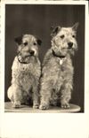 CPA Chien Chiens 