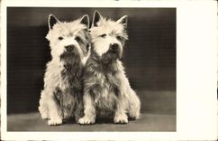 CPA Chien Chiens 