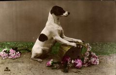 CPA Chiens Chien 