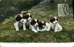 CPA Chiens Chien Spaniel Puppies Expectation 