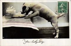 CPA Chiens Chien 