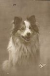 CPA Chiens Chien 