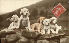 CPA Chiens Chien 