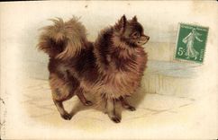 CPA Chiens Chien 