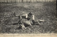 CPA Chiens Chien ambulancier secourant un blesse Militaria Croix Rouge 