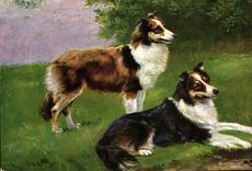 CPA Chiens Chien 