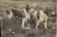 CPA Chiens Chien 