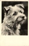 CPA Chiens Chien 