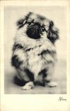 CPA Chiens Chien 