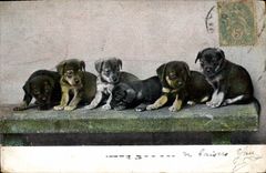 CPA Chiens Chien 