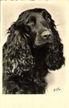 CPA Chiens Chien 