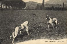 CPA Chiens Chien Pyrenees En arret C'est du poil 
