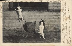 CPA Chiens Chien 