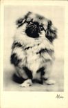CPA Chiens Chien Alain 