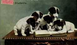 CPA Chiens Chien Students 