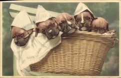 CPA Chiens Chien 