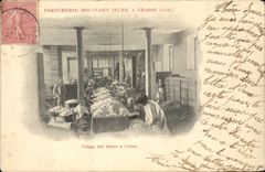 CPA Cueillette Triage des roses a l'usine Parfumerie Molinard Jeune a Grasse TOP 