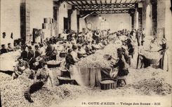 CPA Cueillette Triage des roses Cote d'Azur 