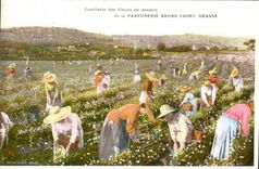 CPA Cueillette des fleurs de jasmin de la Parfumerie Bruno Court Grasse 