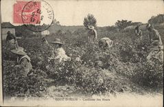 Vintage Postcard Cueillette of the pinks Dimensions Azure