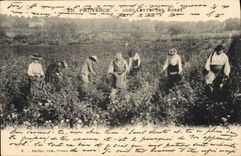 Vintage Postcard Gathering of the Provence pinks