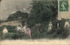CPA Cueillette du jasmin Cote d'Azur 