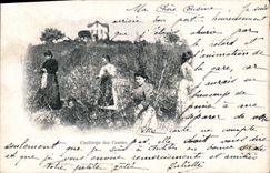 Vintage Postcard Gathering of the cassies