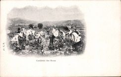 CPA Cueillette des roses 