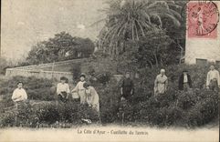 CPA Cueillette du jasmin Cote d'Azur 