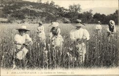Vintage Postcard Cueillette of the tuberoses Dimensions Azure