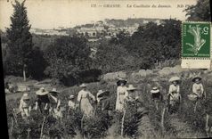 CPA Cueillette du jasmin Cote d'Azur 