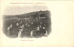 CPA Cueillette des jasmins Parfumerie Molinard Jeune a Grasse 